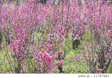 ハナズオウ（花蘇芳） 21767881