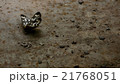 廃墟の蝶 21768051