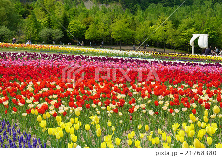 チューリップの丘 21768380