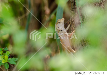 Close up chameleon 21769294