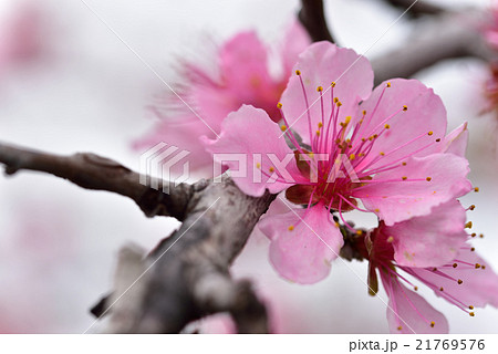 フルーツ王国岡山の清水白桃の花 21769576