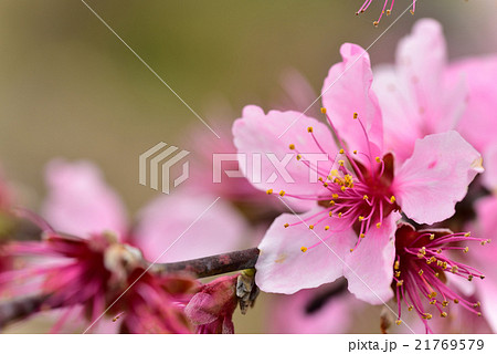 フルーツ王国岡山の清水白桃の花 フルーツ王国岡山の清水白桃の花 21769579