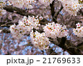 桜 21769633