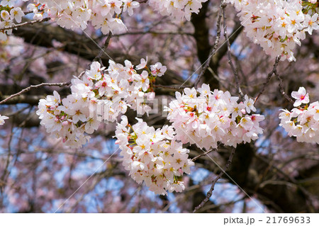 桜 21769633