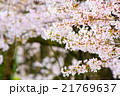 桜 21769637