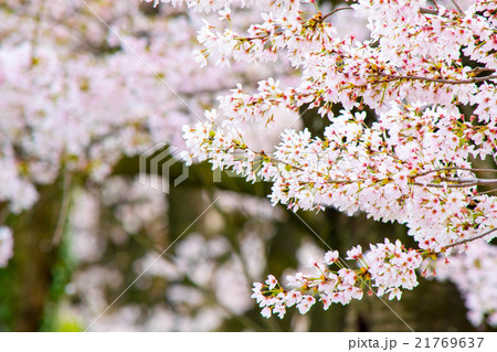 桜 21769637