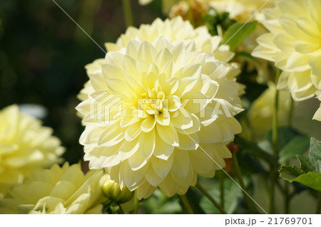 夏の代表花ダリア 21769701