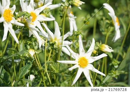 夏の代表花ダリア 21769728