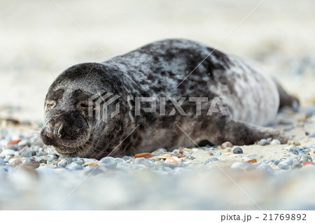 Young atlantic Grey Seal portrait 21769892