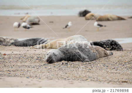 atlantic Grey Seal portrait 21769898