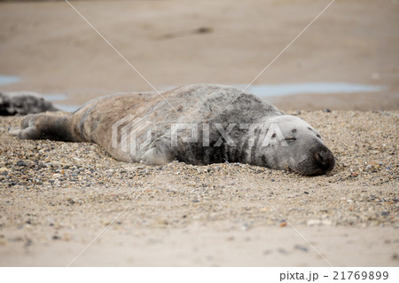 atlantic Grey Seal portrait 21769899