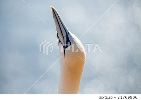 northern gannet sitting on the nest northern gannet sitting on the nest 21769906