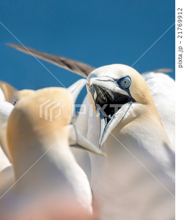 northern gannet sitting on the nest northern gannet sitting on the nest 21769912