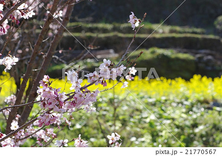 菜の花 菜の花 21770567