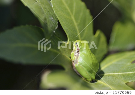 ニホンアマガエル ニホンアマガエル 21770669