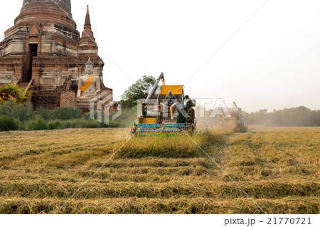 an with Harvester machine to harvest rice field 21770721