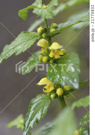 ラミューム 21770832