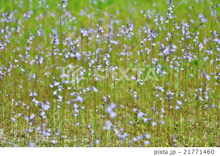 マツバウンラン 21771460