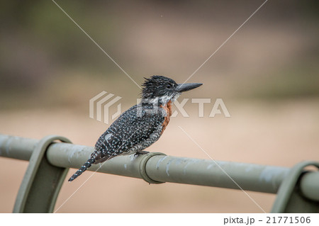Giant kingfisher on a bridge in the Kruger Giant kingfisher on a bridge in the Kruger 21771506
