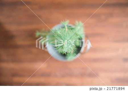 部屋の観葉植物 21771894
