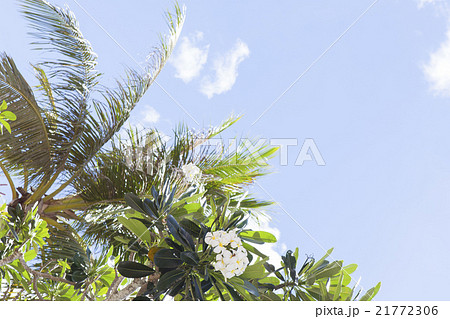 プルメリア　グアム 21772306