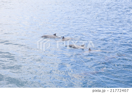 ドルフィンウォッチング 21772407