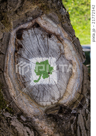 Tree with a painting of grape vine leaf 21772542