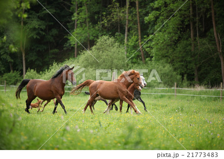 Beautiful herd of horses running together 21773483