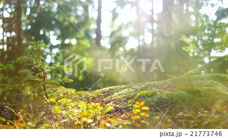 Calm Tranquil Forest Scene Calm Tranquil Forest Scene 21773746