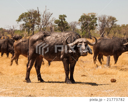African buffalo front view African buffalo front view 21773782