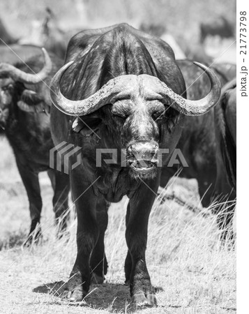 African buffalo front viewの写真素材 [21773798] - PIXTA