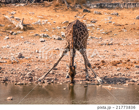 Giraffe drinking from waterhole Giraffe drinking from waterhole 21773836
