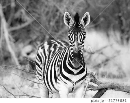 Young zebra front view Young zebra front view 21773881