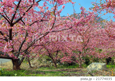 小積の河津桜 21774035