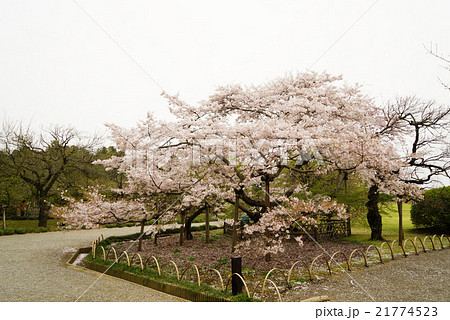 偕楽園 二季咲桜の写真素材