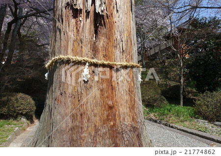 神社の御神木 21774862