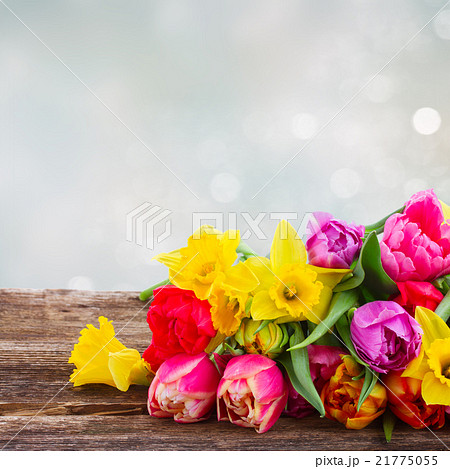 bouquet of tulips and daffodils bouquet of tulips and daffodils 21775055