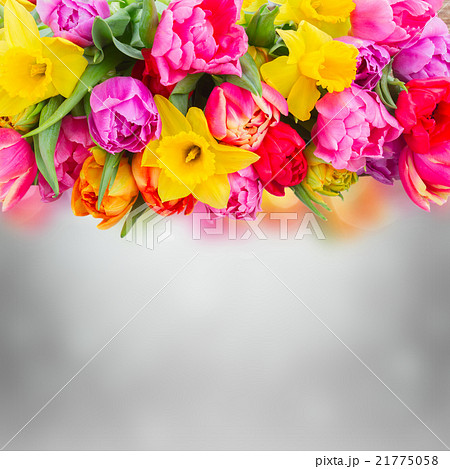 bouquet of tulips and daffodils bouquet of tulips and daffodils 21775058