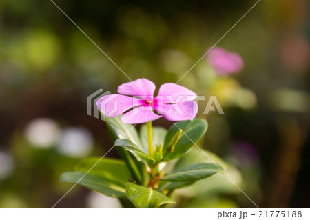 Madagascar periwinkle in garden 21775188