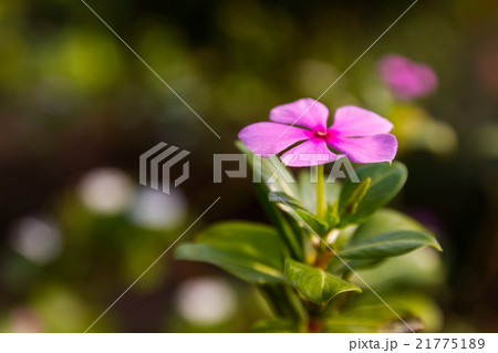 Madagascar periwinkle in garden 21775189