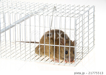 捕獲カゴに捕まったネズミ 21775513
