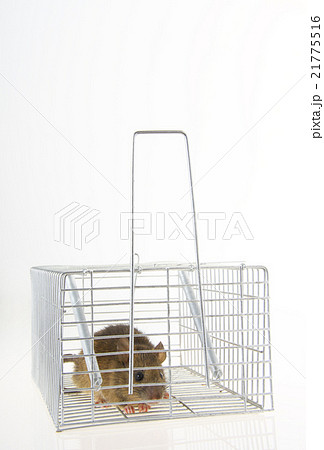 捕獲カゴに捕まったネズミ 捕獲カゴに捕まったネズミ 21775516