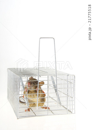 捕獲カゴに捕まったネズミ 捕獲カゴに捕まったネズミ 21775518