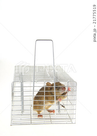 捕獲カゴに捕まったネズミ 21775519