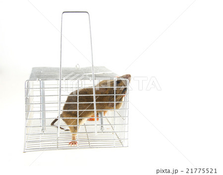 捕獲カゴに捕まったネズミ 21775521