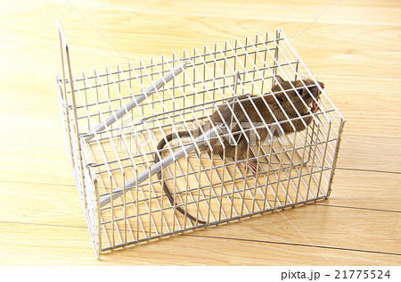 捕獲カゴに捕まったネズミ 21775524