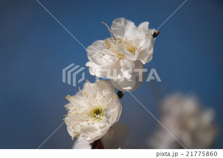 ハクバイ ハクバイ 21775860