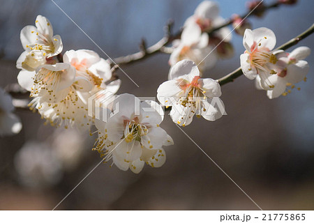 ハクバイ 21775865