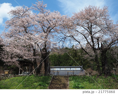永昌院の桜 21775868