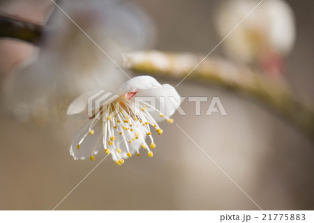 ハクバイ 21775883